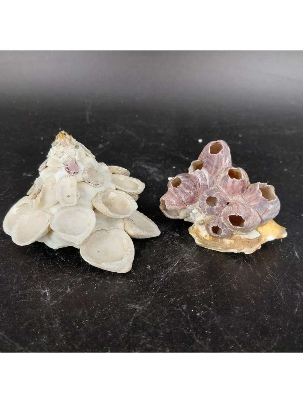 Seashell Barnacle Cluster Decorative Balls Set 2 Nautical Multicolor Beach Decor - Picture 1 of 16